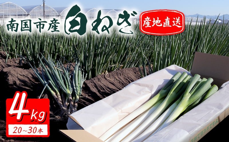 
            白ねぎ 4kg(20～30本) | 長ネギ 葱 薬味 鍋 すき焼き ねぎま うどん そば 農園けんぴ 高知県 南国市
          