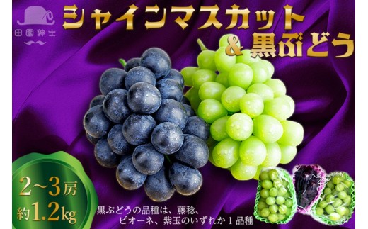 【ぶどう 先行予約】田園紳士厳選 シャインマスカット・黒葡萄セット ぶどう食べ比べ　DE00143