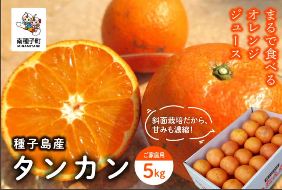 《 先行予約 》種子島産 タンカン (ご家庭用) 約5kg (24玉〜36玉)【2027年2月中旬〜3月中旬頃順次発送】【南種子町果樹部会】