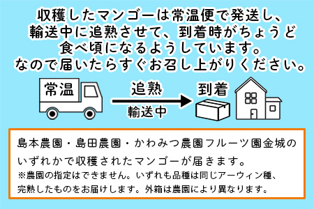 【先行受付】【数量限定】石垣島ど真ん中 まるま～さんマンゴー【2024年7月頃順次発送予定】IT-1