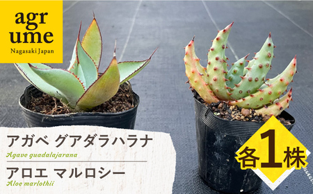 アガベ グアダラハラナ ＆ アロエ マルロシー 各1株 Agave guadalajarana ＆ Aloe marlothii&nbsp;長与町/アグリューム[EAI201] 