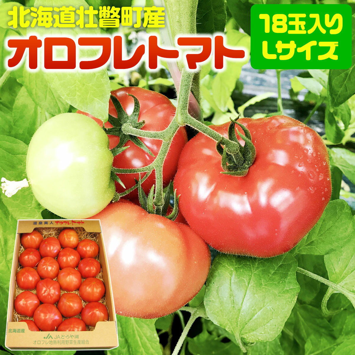 【ふるさと納税】＜2026年3月上旬より順次お届け＞北海道壮瞥産 オロフレトマト18玉入り（Lサイズ）【 ふるさと納税 人気 おすすめ ランキング 北海道 壮瞥 オロフレトマト 野菜 トマト 産地直送 夏 旬 旬の野菜 とまと 季節商品 贈り物 北海道 壮瞥町 送料無料 】 SBTA029