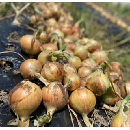 《無選別約2kg|数量限定》泉州たまねぎ　栽培期間中除草剤・殺菌剤不使用【1734819】