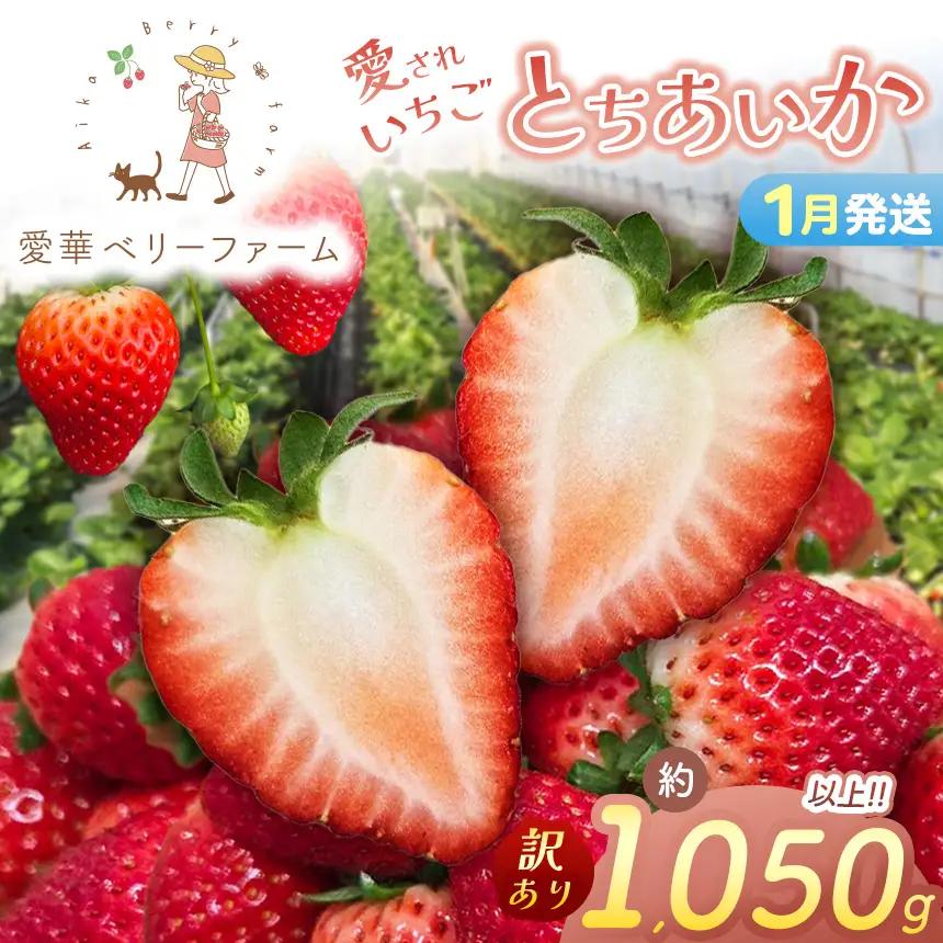 2027年先行予約【1月発送】いちご王国の愛され苺 とちあいか 訳あり 1050g
