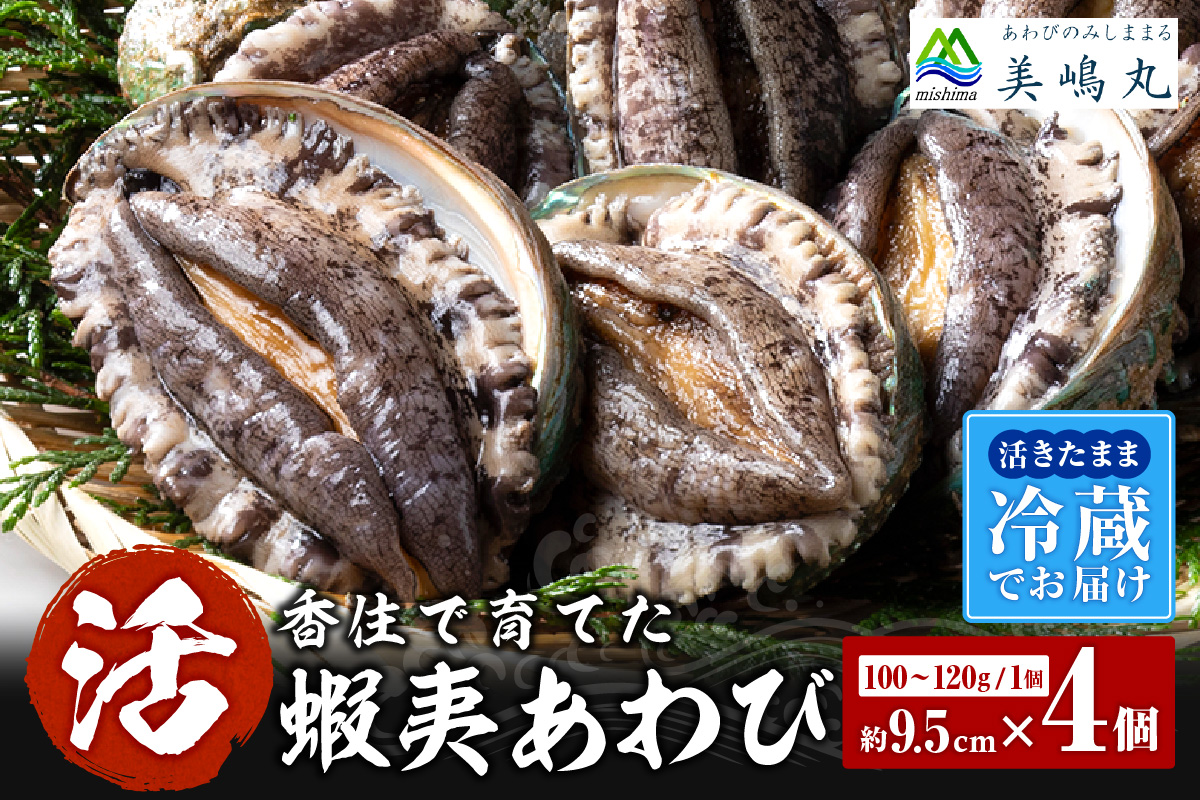 【冷蔵 活あわび 養殖 9.5cm×4枚 400g～480g (1個100～120g）】 TVで紹介 満点青空レストラン 国産 アワビ 鮑 活アワビ あわび 海鮮 刺身 BBQ レシピ入り 人気 テレビ TV 紹介 話題 おすすめ ふるさと納税 返礼品 兵庫県 香美町 香住 山陰 美嶋丸 20-03