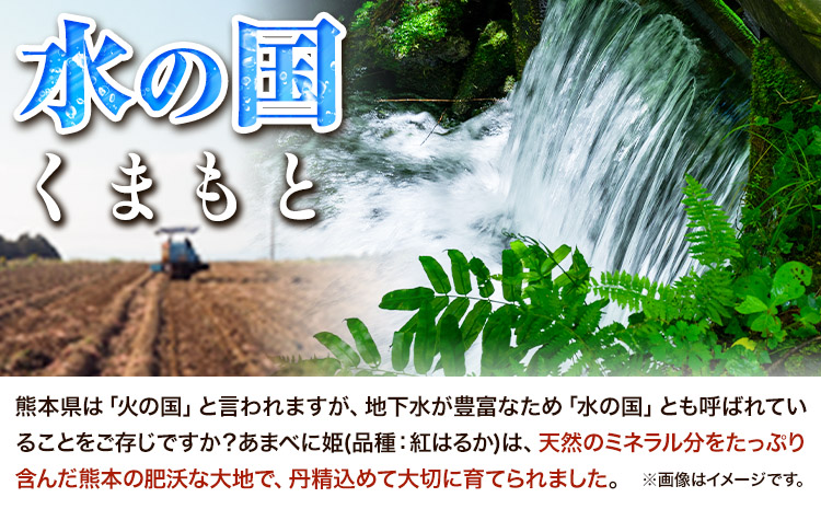 【3ヶ月定期便】熊本県 大津町産 あまべに姫 (紅はるか) 約5kg ガブレス《12月から出荷開始》さつまいも 芋 紫芋 高糖度