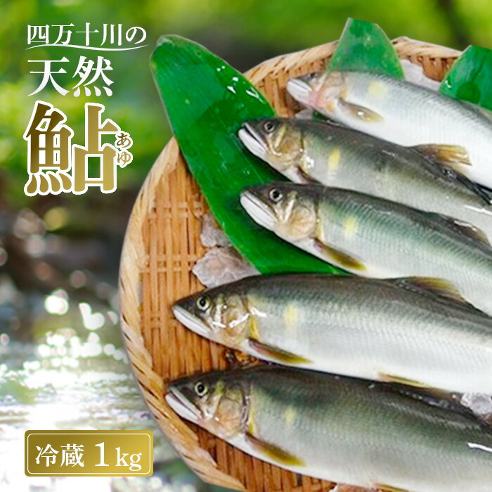 【ふるさと納税】 鮎 1kg 5～18尾 冷蔵 天然鮎 四万十川 上流 釣り鮎 あゆ アユ 川魚 高知 四万十