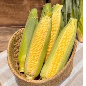 和泉市産のとうもろこしセット(黄色5本・白色5本)【配送不可地域：離島】【1518411】