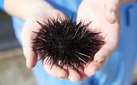 【濃厚！】 三陸産 焼きウニ 5個 ギフト 人気 ウニ