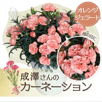 ふるさと納税 庄内町 【5月初旬より順次発送】成澤さんのカーネーション オレンジジェラート(入金期限:2026.4.30)