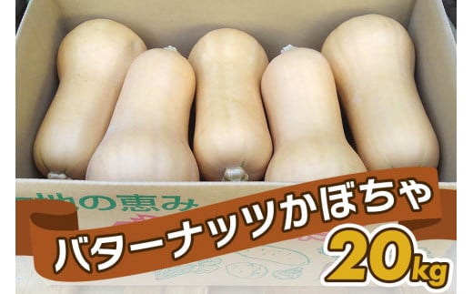 バターナッツかぼちゃ 20kg [数量限定／期間限定] 8月中旬より順次発送｜南瓜 カボチャ 産地直送 農家直送 野菜 甘楽町産 群馬県産 吉田農場 先行予約 [0215]