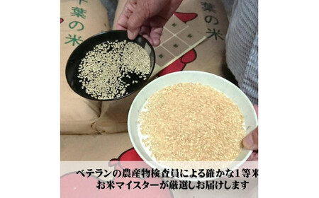  新米 令和7年産 千葉県産コシヒカリ5kg  五つ星 お米マイスター 米 米 米 米 米 根本商店                                                  
