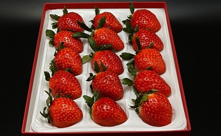福田さんちのイチゴ(さぬきひめ) 3Lサイズ 1.2kg以上 ギフトボックス3箱【配送不可：北海道、沖縄、離島エリア】苺 農園直送 いちご採れたて 直送