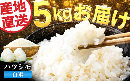 【令和6年度産】岐阜県産 米 ハツシモ 5kg 白米 精米 ブランド米 岐阜市 / 藍川ファーム[ANHI001]