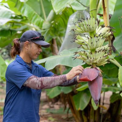 ふるさと納税 国頭村 【発送月固定定期便】国頭村アドバンス・ファーム直送!モチモチ食感のアップルバナナ定期便全3回 |  | 03