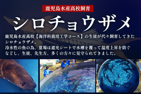 【数量限定】薩摩黒キャビア黒珠玉 鹿児島水産高校 枕崎キャビア【木箱入り】【20g×2箱】 F5-3【配送不可地域：離島】