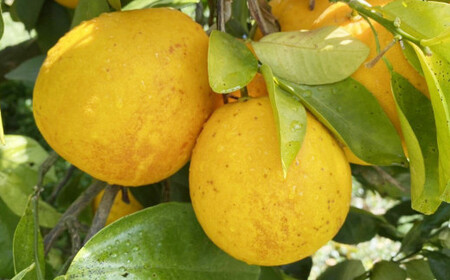 家庭用 先行予約 2026年発送 愛南ゴールド（河内晩柑）約10kg みかん 蜜柑 河内晩柑 グレープフルーツ 柑橘 果物 フルーツ 前田ファーム 愛媛 愛南【発送期間 3月下旬～5月上旬 】(なくな