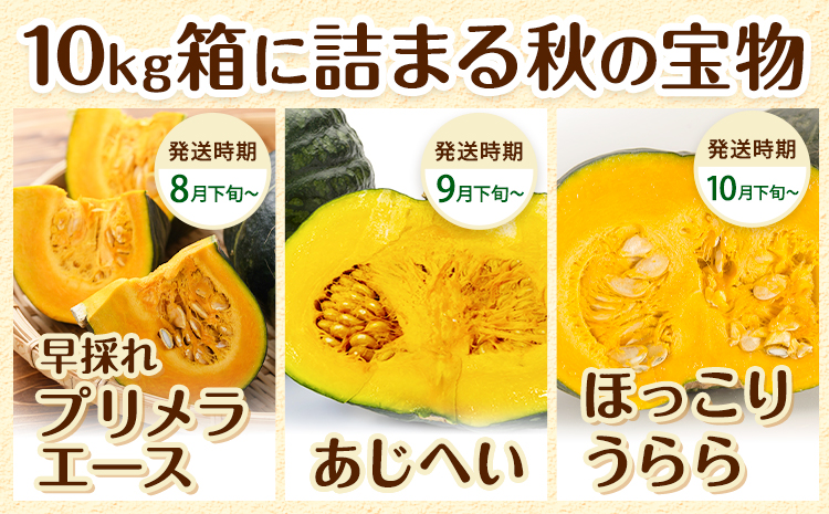 北海道名寄産 かぼちゃ 10kg 5玉～6【2玉北海道 名寄市 野菜 かぼちゃ 南瓜 黄金かぼちゃ先行予約026年10月上旬-10月下旬頃出荷】---nayoro_jdn_5_k10kg---