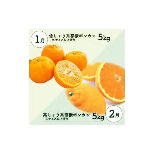 全 3回 3ヶ月 果物 定期便 ぽんかん 土佐文旦