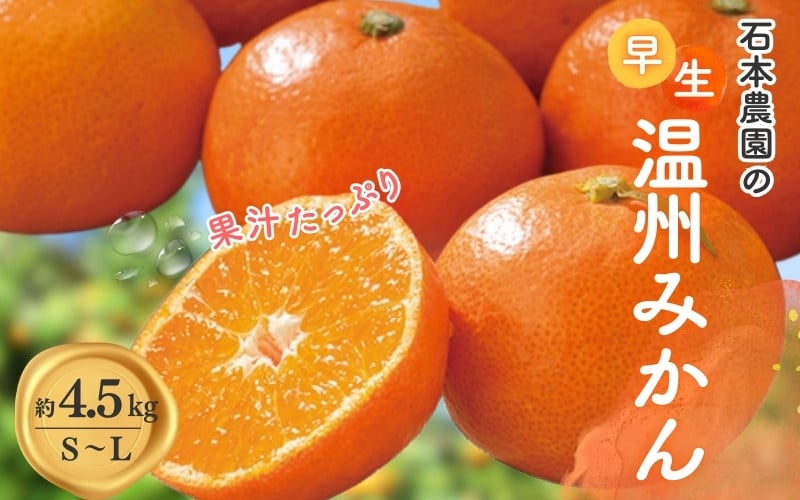 
            S-L サイズいずれか 石本農園の早生温州みかん約4.5kg【11月下旬から12月末頃までに順次発送】/ みかん ミカン 蜜柑 早生 温州
          