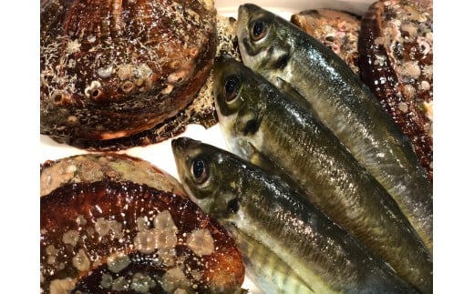 H22-204.竹中水産の八幡浜発！「天然アワビ中大サイズ620ｇ前後！」＋鮮魚１品