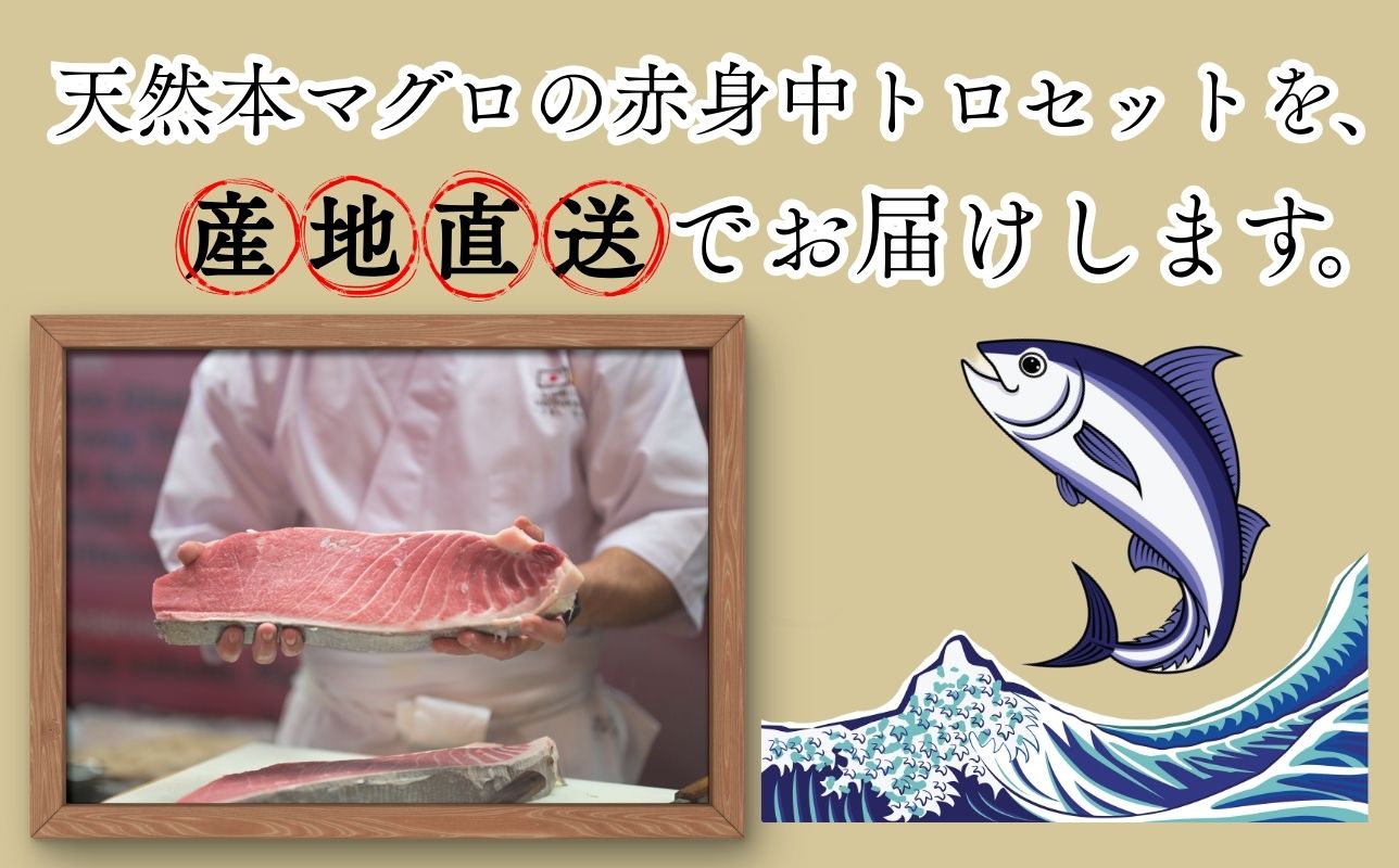 【出荷時期：7月上旬〜】本マグロ 赤身 2柵 中トロ 1柵 セット 国産 本鮪
