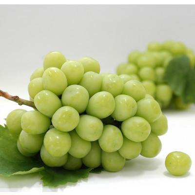 ふるさと納税 観音寺市 【発送月固定定期便】観音寺市フルーツ食べきり定期便全4回 |  | 01