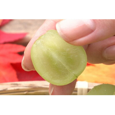 【ふるさと納税】【2026年先行予約】2026年10月中旬発送「牧丘天空シャインマスカット」約1kg(2～3房)【配送不可地域：離島】【1691201】