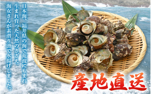 【先行予約】 天然 さざえ ボイル済 13～15個入 1kg（500g × 2袋）産地直送でお届け！【2025年6月10日～9月30日の期間に順次発送】 【越前町産 栄螺 サザエ 冷凍 小分け 海鮮 