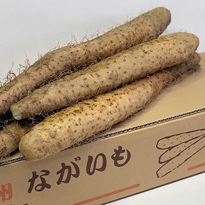 ふるさと納税 長野市 信州松代の長芋　ギフトにお勧めの大サイズ3〜4本入り約5kg |  | 01