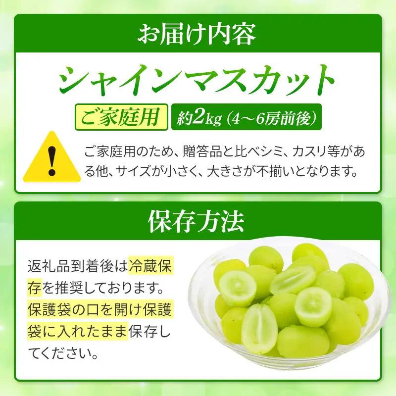 【先行受付 9月下旬より発送】【ご家庭用】シャインマスカット 約2kg【シミ・カスリ・小房・房ばらつき等あり】