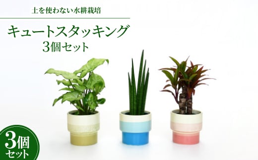 
キュートスタッキング3個セット＜オススメの観葉植物でお届け＞【1404520】
