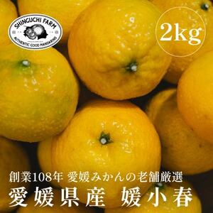 愛媛みかんの老舗厳選 【媛小春 2kg】【希少柑橘】『黄色いのに驚きの甘さ』新口農園【C70-60】【1592106】