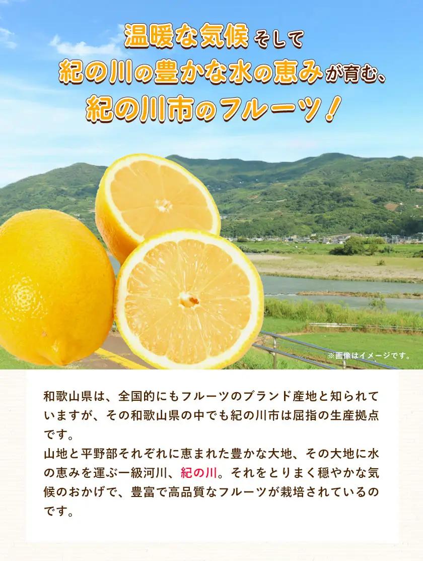 KINOKAWA レモネードのもと 130g×3パック 森脇立日 tatsuhi shop 