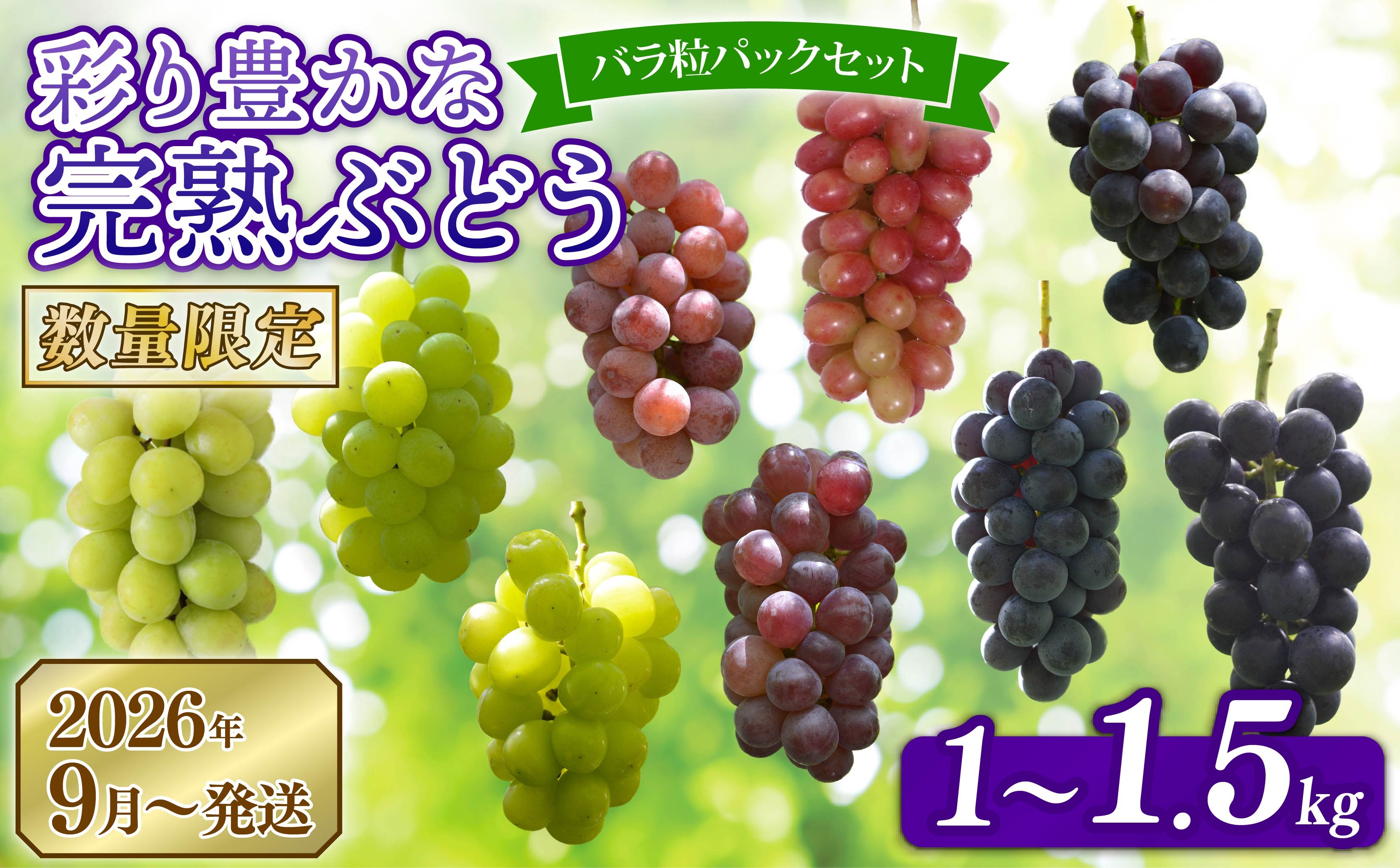 
                  【先行予約】 2026年発送 彩り豊かな完熟ぶどう 選べる バラ粒パックセット 1kg 1.5kg 9種類 食べ比べ 数量限定 予約受付中 早期終了 予定あり ぶどう シャインマスカット 葡萄 希少品種 贈答 ギフト お取り寄せ フルーツ 果物 くだもの 新鮮 甘い 皮ごと 田原ぶどう園bigarre 奈良県 奈良市 奈良 なら 
                