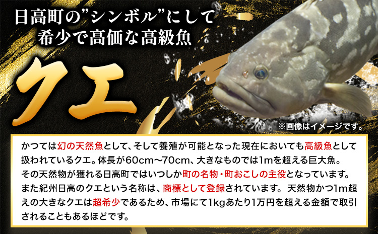本場で味わう贅沢なひととき「紀州日高のクエ」の宿クエフルコース付ペア宿泊券日高町役場《30日以内に出荷予定(土日祝除く)》---iwsh_hdykuepair_30d_22_160000_1p---