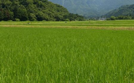 【新米予約】令和７年産「五つ星お米マイスター」の南魚沼産コシヒカリ　無洗米５kg×12回（毎月定期便）【2025年10月上旬より順次発送予定】