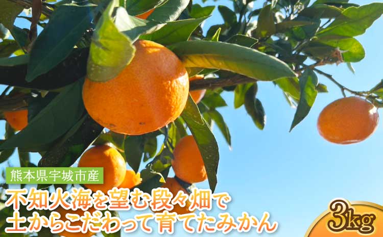 不知火海を望む段々畑で、土からこだわって育てたみかん 約3kg【2026年10月上旬〜2027年2月下旬頃順次発送予定】ミカン 柑橘 果物 くだもの フルーツ 極早生 早生 奥手 青切り 蜜柑 国産 旬 サイズ混合 お試し 産地直送 家庭用 お取り寄せ 熊本県 宇城市産 九州 宇城市 送料無料 味采市場