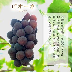 【2025年先行予約】［大原観光果樹園］ピオーネ2房とシャインマスカット2房（計4房 約2kg）［026-a018］