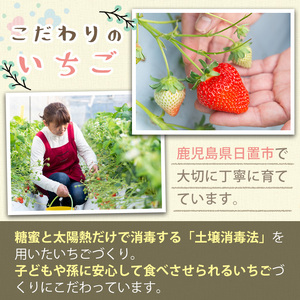 No.646-C 冷凍紅白いちご(約500g×2袋・計約1kg) 国産 鹿児島 日置市 加工品 苺 イチゴ いちご 冷凍 果物 くだもの フルーツ 小粒 冷凍果実 アイス スムージー シロップ ジャム