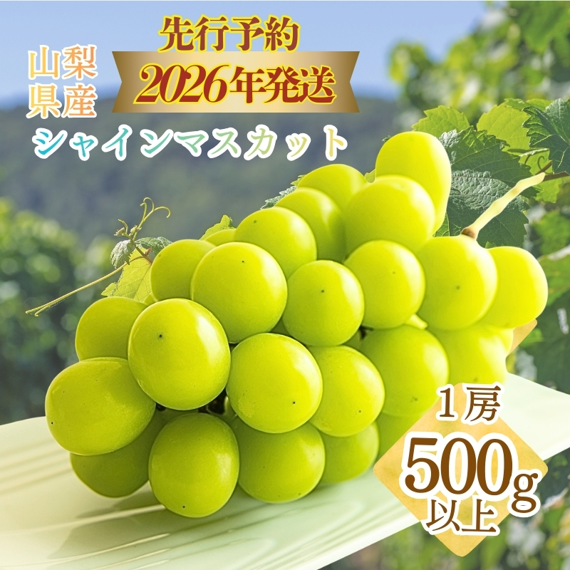 【2026年先行予約】　シャインマスカット500g以上（1房）【シャイン シャインマスカット 葡萄 ブドウ フルーツ】