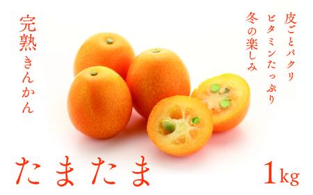 【先行予約/数量限定】完熟きんかん「たまたま」１kg / 宮崎県産 金柑 フルーツ 果物 柑橘 きんかん 甘い 希少 特産品 ギフト プレゼント お取り寄せ キンカン 国産  産地直送 送料無料 綾町