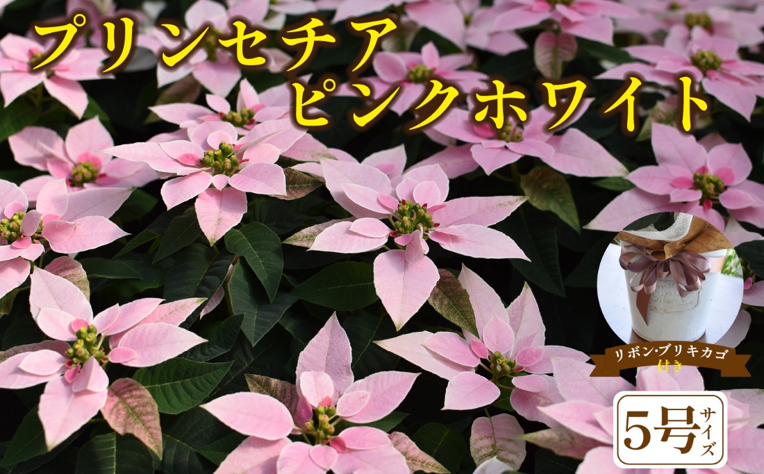 プリンセチア ピンクホワイト（観葉植物 植物 5号鉢 贈答 贈り物 プレゼント ギフト）