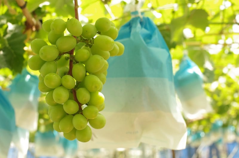 大粒・中粒・小粒が混ざる場合があります。