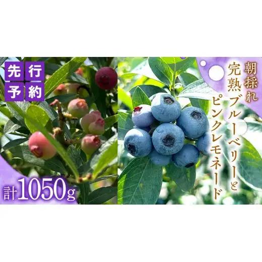 ≪先行予約≫【 数量限定 】 朝採れ 完熟 ブルーベリー 700g と ピンクレモネード 350g の 詰合せ セット 食べ比べ (1パックあたり 350g ) 【 2026年 6月上旬頃より発送開始