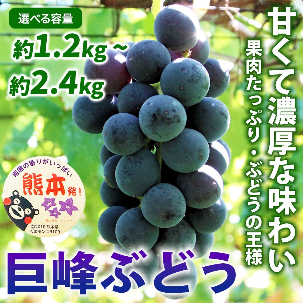 
                   巨峰 選べる容量 約1.2kg 約2.4kg 【2026年7月下旬～2026年8月下旬発送予定】きょほう フルーツ 果物 くだもの シャインマスカット ぶどう ブドウ 葡萄 国産 高級 大粒 ジューシー 果肉 濃厚 甘み 甘い 糖度 芳醇 香り 日本フルーツ
                