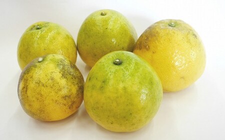 【2026年4月上旬より順次発送】訳あり 河内晩柑 10kg【えひめの町（超）推し！（愛南町）】(375-1)