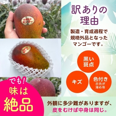 【2026年6月から順次発送・訳あり】アップルマンゴー1.5kg(3～6玉)【配送不可地域：離島】