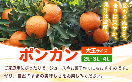 ＜fululy直送 ポンカン 訳あり 約3kg 大玉サイズ（2L～4L）＞ ワケアリ サイズ混合 大玉 果物 フルーツ 蜜柑 ぽんかん 柑橘 家庭用 合同会社fululy 直送 愛媛県 西予市【常温】