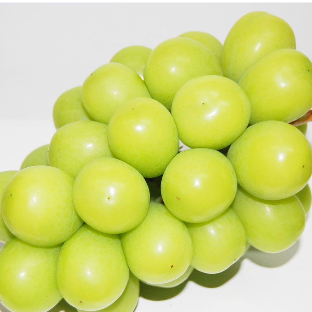 【ふるさと納税】シャインマスカット 晴王 ＜選べる容量＞ 1房（680g以上） または 2房入り （1房480g以上／580g以上） 加温栽培 ぶどう ブドウ 葡萄 マスカット 岡山県産 ギフト 岡山のぶどう 【2026年7月上旬～8月上旬迄順次発送予定】